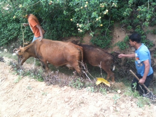 Xuc dong canh dong vat song sot sau dong dat Nepal (2)-Hinh-6